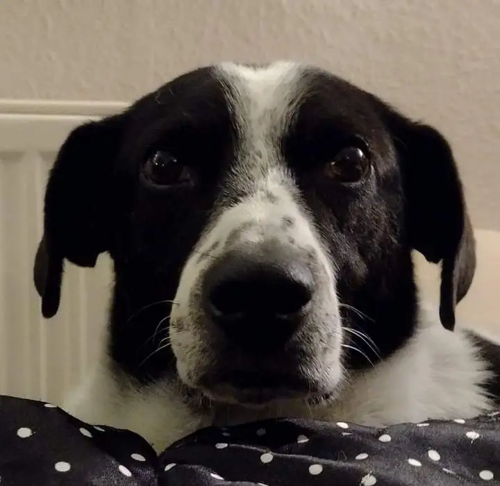 Typische Altersmacken beim Hundesenior