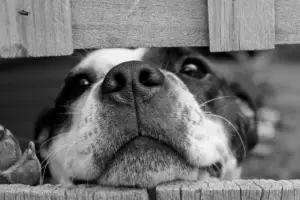 Hund schaut in die Kamera